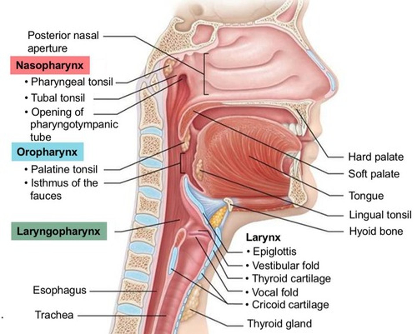 <p>A funnel-shaped muscular tube that connects the nasal cavity and mouth to the larynx and esophagus.</p>