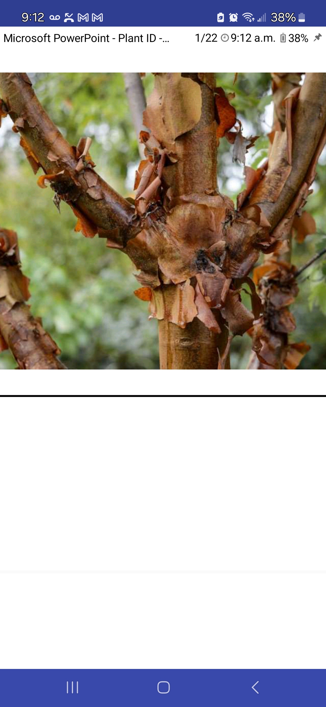<p>Acer griseum, Sapindaceae</p>