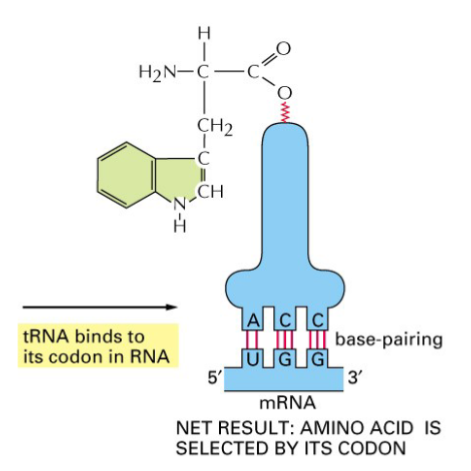 <p>tRNA is linked to a particular aa and it recognizes a codon in mRNA so that the corresponding aa can be added</p><ul><li><p>amino acids may have multiple codons but one tRNA has ONE unique tRNA</p></li></ul><p>plants and animals have more tRNAs than bacteria - several different tRNAs for most amino acids</p><p>each tRNA is recognized by 1 of 20 enzymes - aminoacyl synthetase is first level of specificity in amino acid choice (one enzyme will attach one of 20 aa-charging tRNA)</p><ul><li><p>after amino acid is attached by charged tRNA, tRNA can recognize codon in mRNA and bring to growing polypeptide chain </p></li><li><p>anticodon: part of tRNA that does specific interaction with codon in mRNA, a stretch of 3 sequential nucleotides</p></li><li><p>tRNA function is dependent on 3D structure</p></li></ul><p></p>