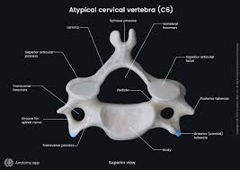 <p>Features of typical cervical vertebrae (C3-6)</p>