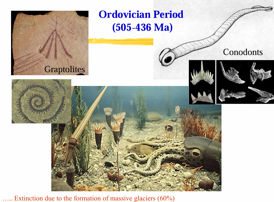 <p>Ordovician Period</p>