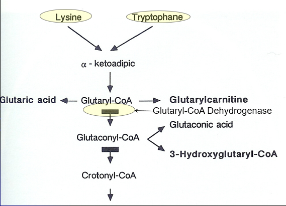 <ul><li><p>NOT a Branch Chain Amino Acid metabolism disorder </p></li><li><p>Breakdown of LYSINE and TRYPTOPHANE</p></li><li><p>Lysine + Tryptophane → Alpha ketoadipic→ Glutyrl-Coa</p></li><li><p>Glutyrl-Coa→ Glutaconyl-CoA (shunt to Glutaontic Acid) <strong><em>via Glutaryl-CoA Dehydrogenase activity</em></strong></p></li></ul><p></p>