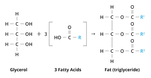 <p>A lipid consisting of three fatty acids linked to one glycerol molecule; also called a triaglycerol or triglyceride. </p>