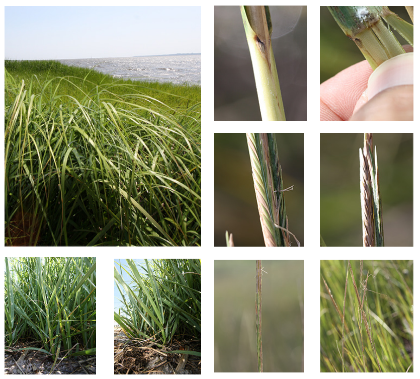<p>Saltmarsh cordgrass</p>