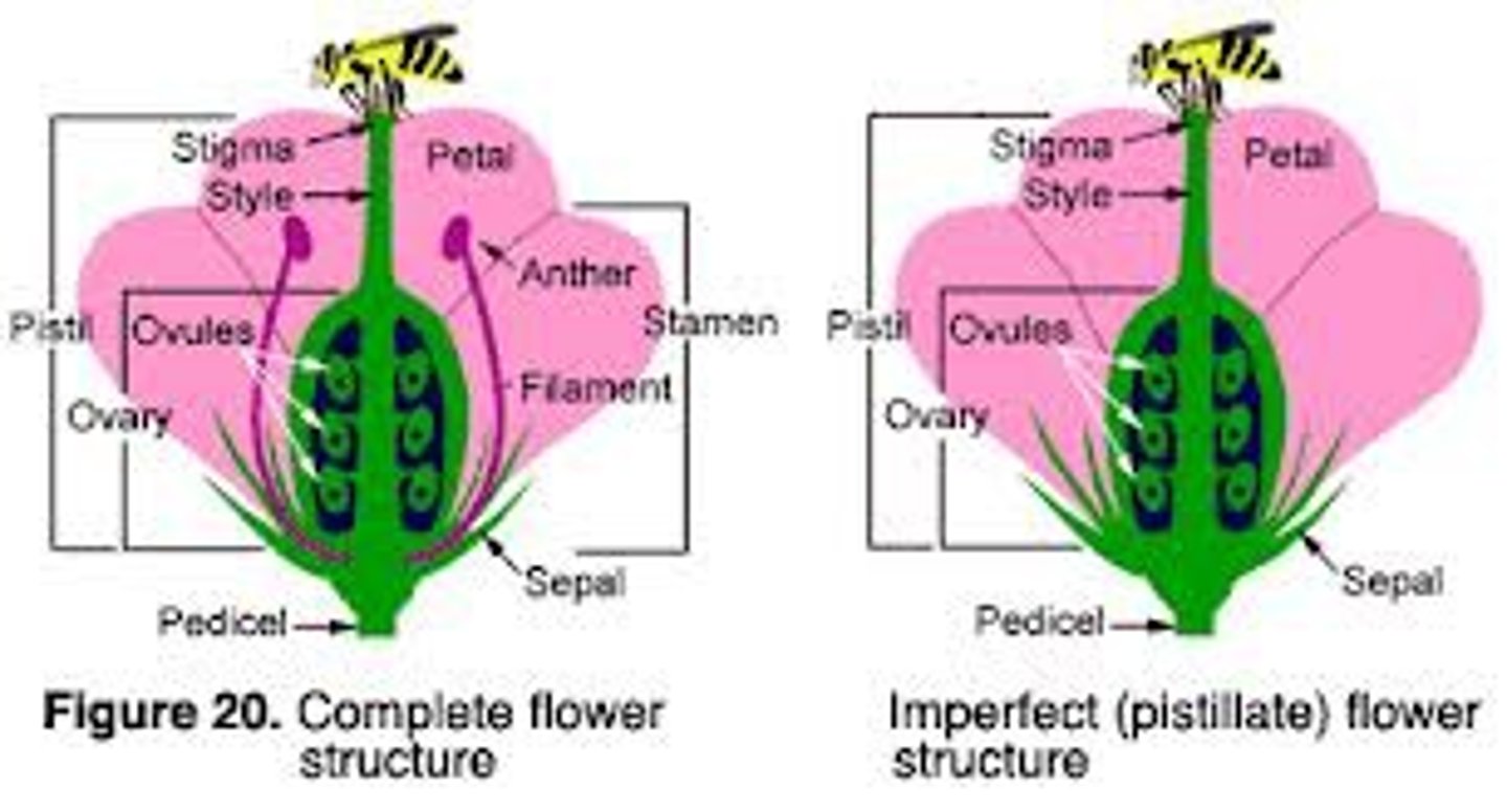 <p>Perfect: Both megasporangia + Microsporangia</p><p>Imperfect: Male/Female distinctions</p><p>-Monoecious: M and F flowers occur on same plant</p><p>-Dioecious: M/F Flowers produced on diff plants</p>