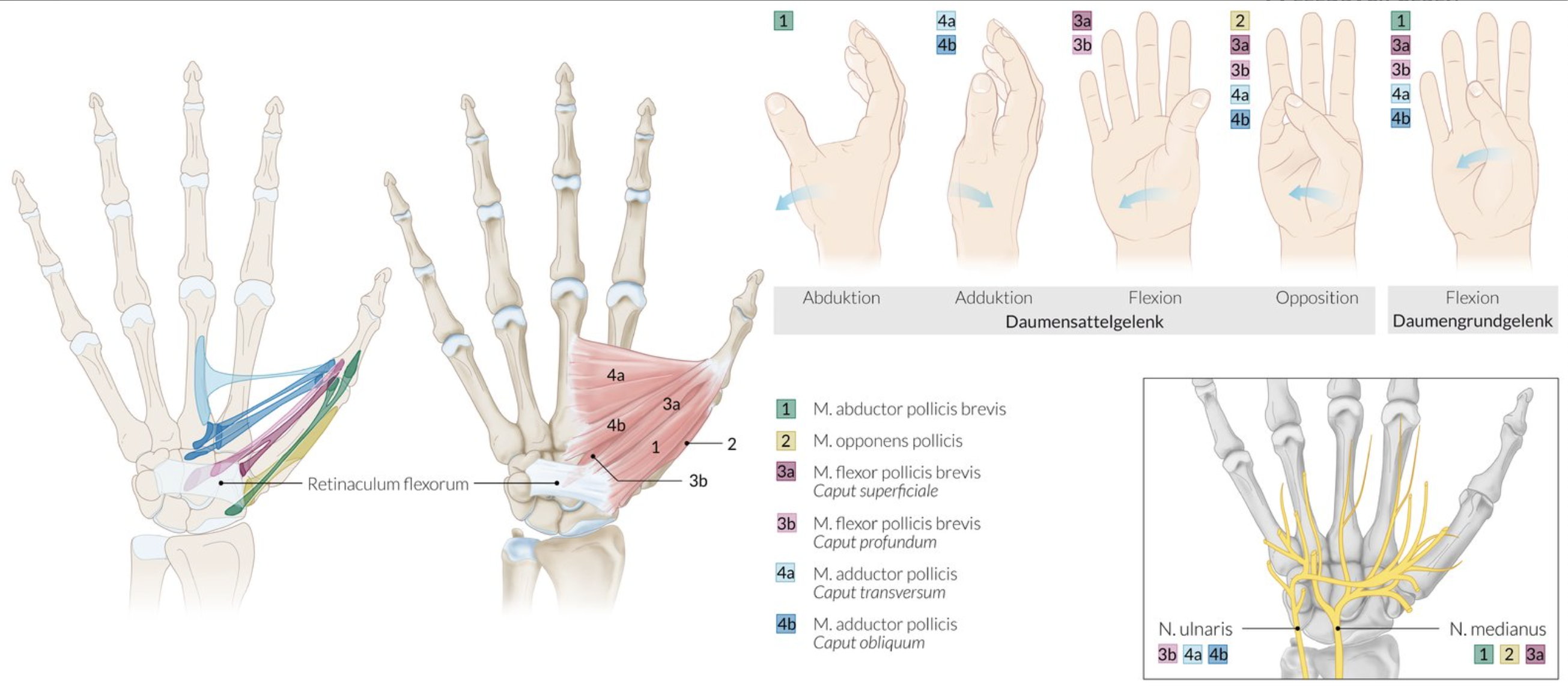 <p>A. The adductor pollicis is a two-headed muscle.</p>