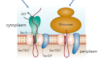 <p>Sec; post-translational translocation (protein is pre-made)</p><p>SRP; co-translational translocation (protein is synthesized during translocation). SRP proteins are<strong> more hydrophobic</strong> regions for membrane insertion, peptides not very stable in the  cytoplasm, hence SRP system.</p><p>Both translocate unfolded proteins and share the SecYEG translocon</p>