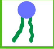 <p>What type of macromolecule is this and what is the molecule called?</p>