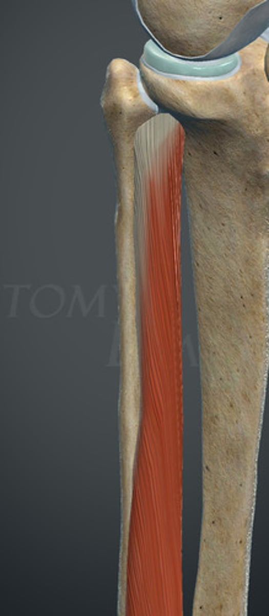 <p>1. kłykieć boczny kości piszczelowej</p><p>2. głowa kości strzałkowej i 3/4 części brzegu przedniego strzałki</p><p>3. błona międzykostna</p><p>4. powięź goleni</p>