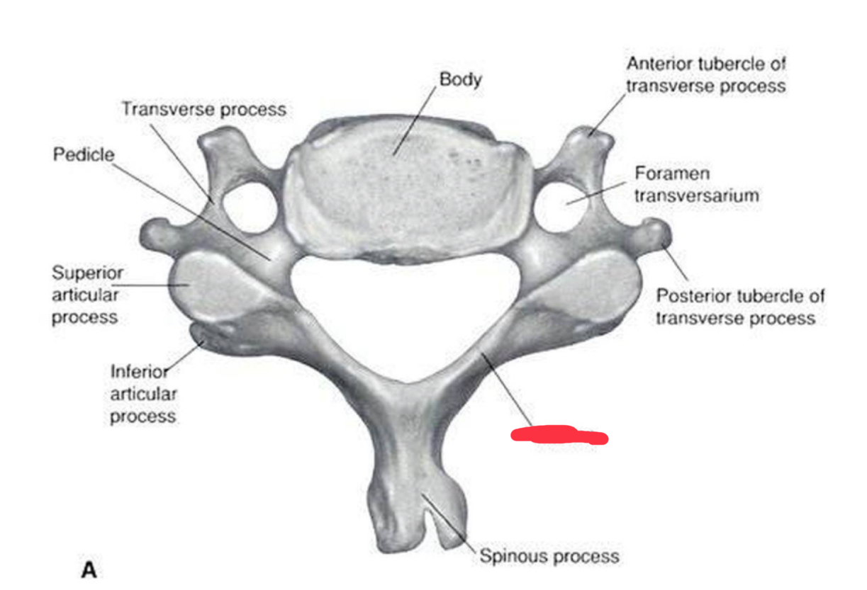 <p>What is this structure?</p>