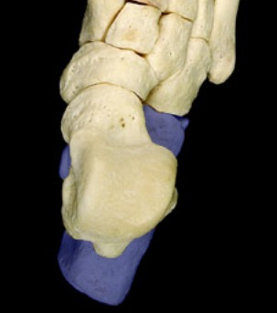 <p>heel bone; fibula sits on it</p>