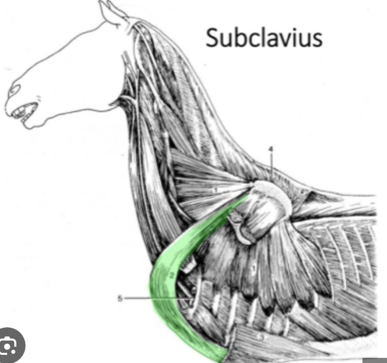 <p><span>Subclavius m. (Eq, Bov.)</span></p>
