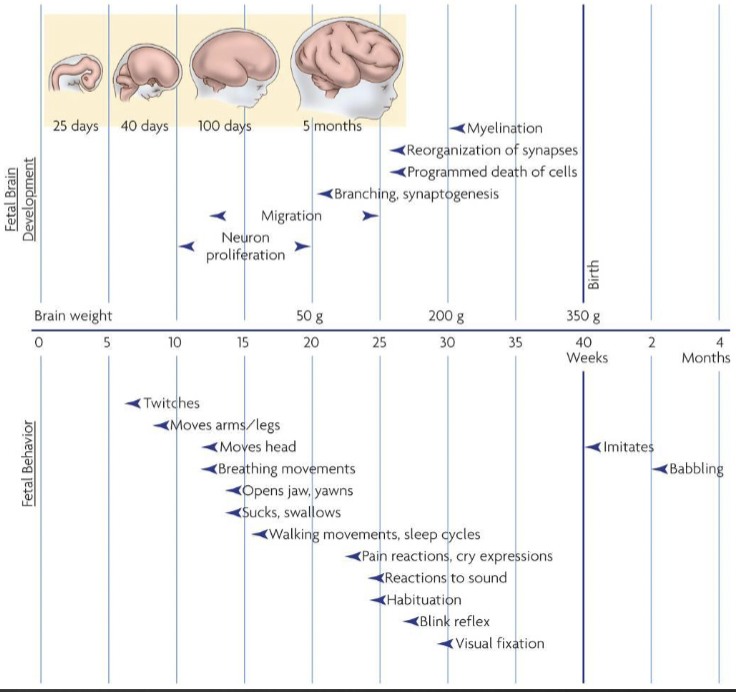 <p>fetal movement from week 8 onwards, felt by mother at 18-20 weeks (variable), behaviour becomes progressively more organised with gestational age </p>