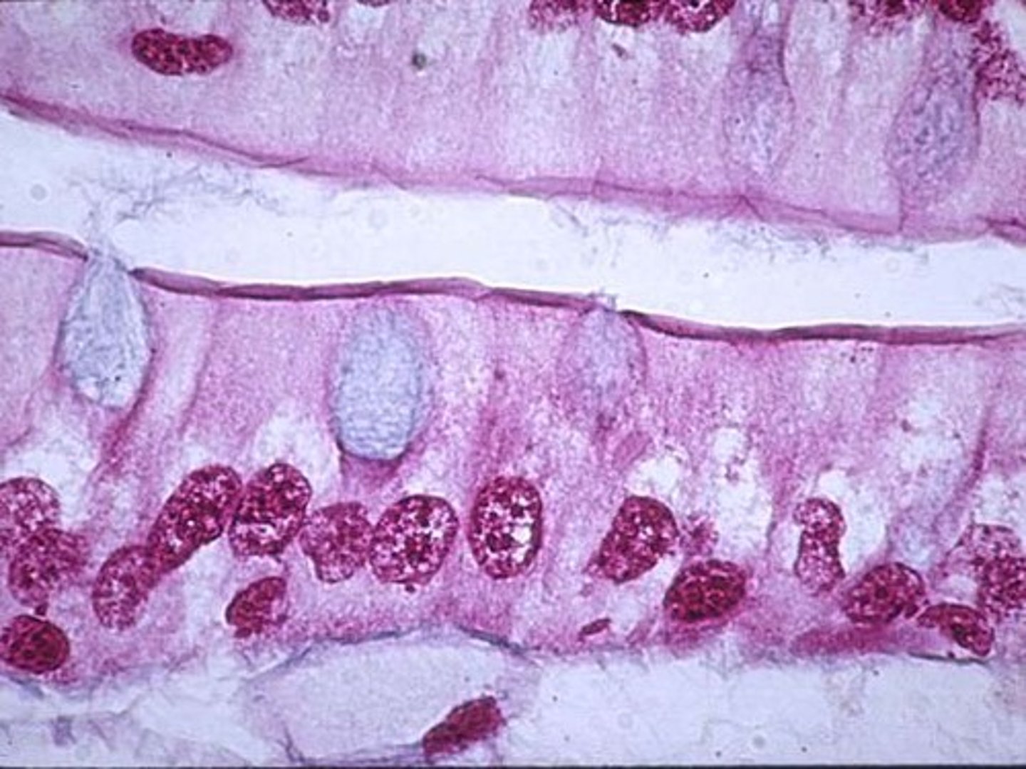 <p>unicellular mucous glands, randomly distributed among some columnar cells, can appear as an empty space</p><p>found in digestive tract (keep from digesting self)</p>