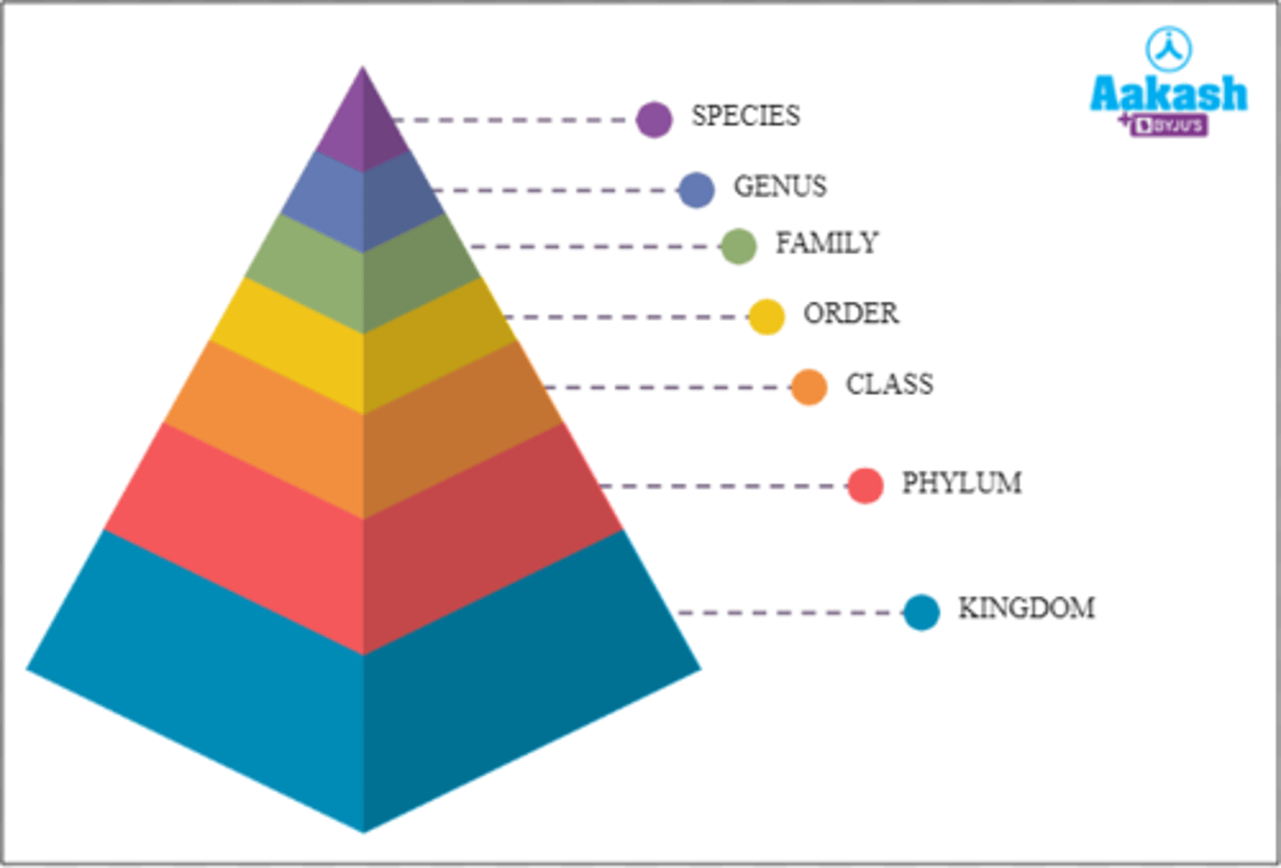 <p>the hierarchical groups of classification</p>