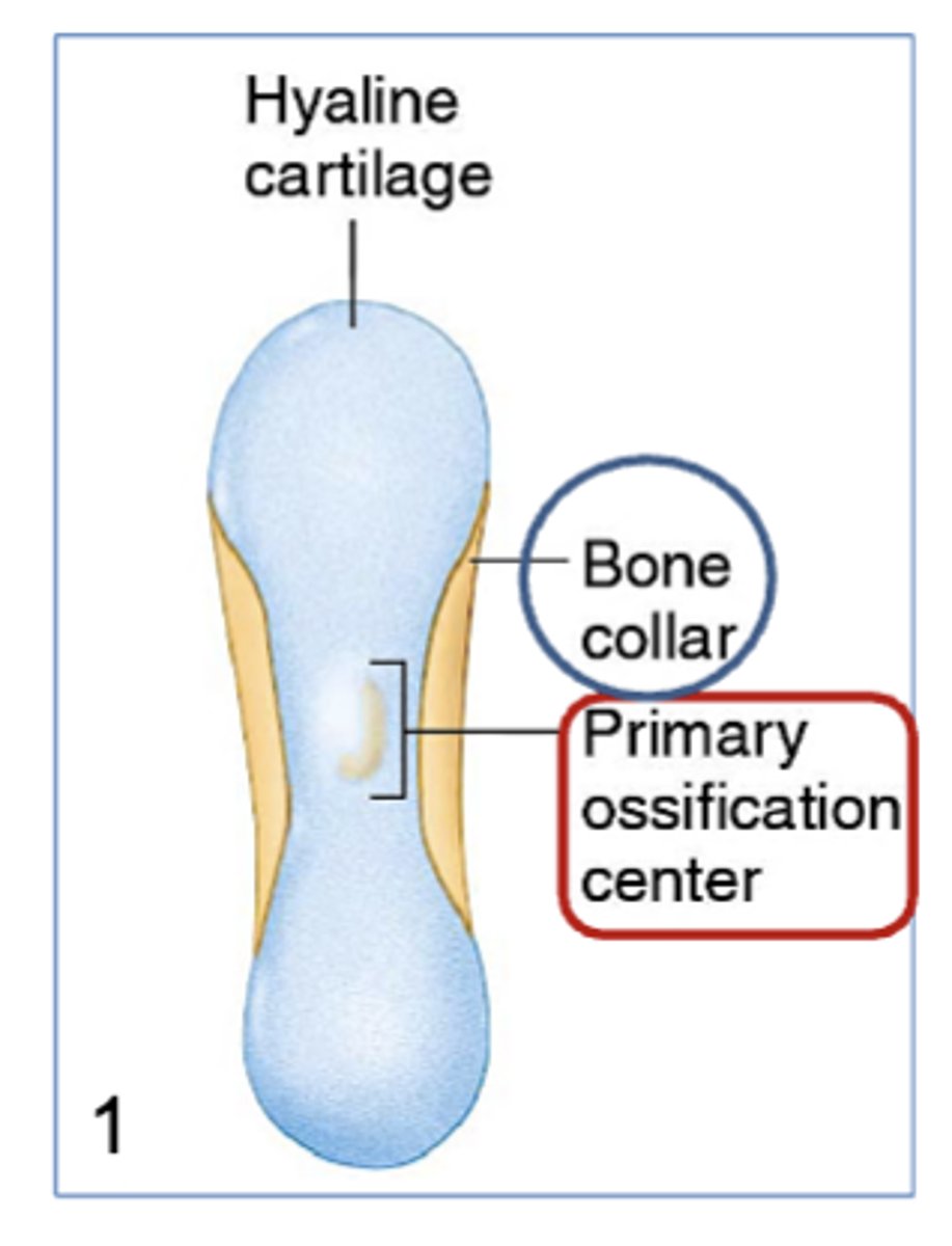 <p>1) Bone collar forms around the diaphysis, and the primary ossification center forms</p>