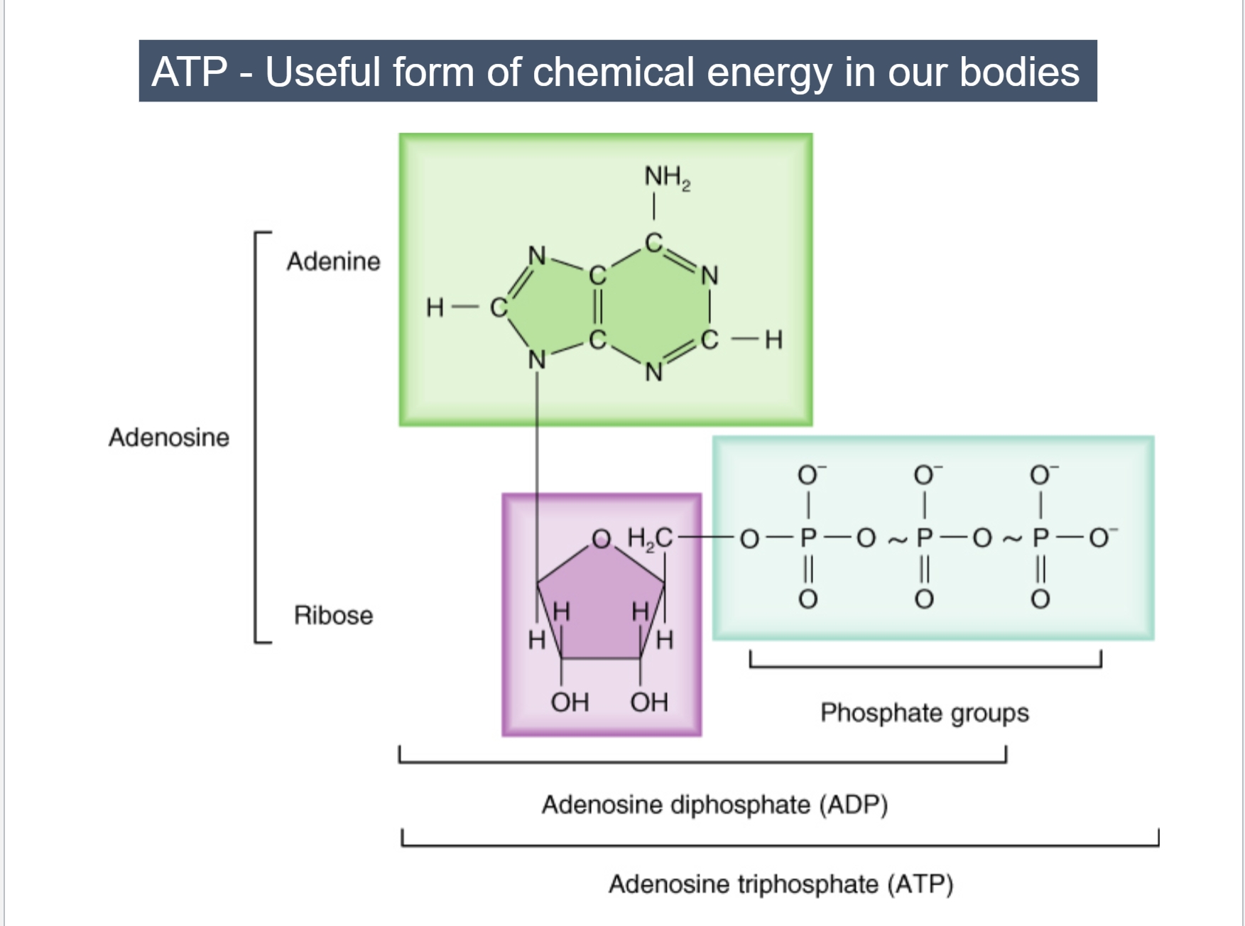 <p><span style="color: rgb(255, 255, 255);">The bond between each phosphate is termed a “high-energy” bond</span><span style="color: rgb(255, 255, 255);"><br></span></p>