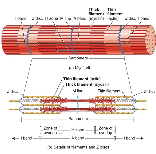<ul><li><p>Z discs: narrow, plate-shaped regions of dense material that separate one sarcomere from the next</p></li><li><p>A band: dark, middle part of sarcomere that extends entire length of thick filaments and includes those parts of thin filaments that overlap thick filaments </p></li><li><p>I band: lighter, less dense area of sarcomere that contains remainder of thin filaments but no thick filaments. A Z disc passes through center of each I band </p></li><li><p>H zone: narrow region in center of each A band that contains thick filaments but no thin filaments</p></li><li><p>M line: region in center of H zone that contains proteins that hold thick filaments together at center of sarcomere </p></li></ul><p></p>