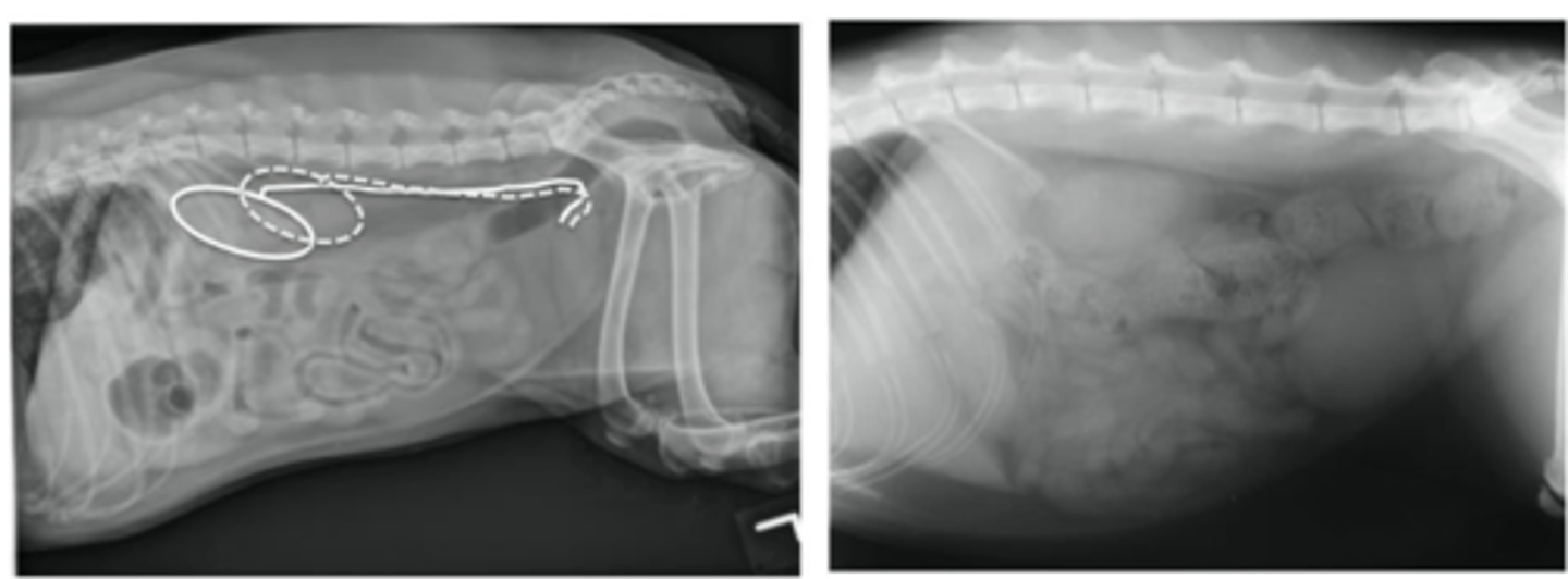 <p>Dogs: usually not visible</p><p>Cats: potentially visible, difficult to see</p>
