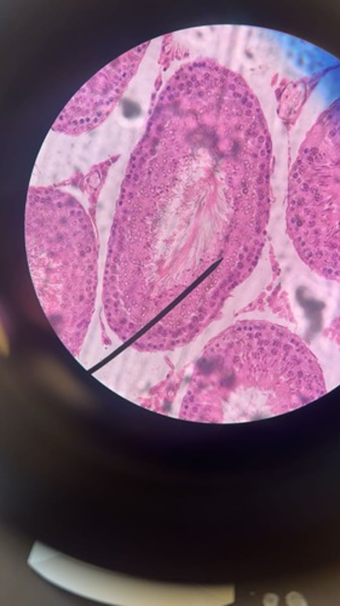 <p>What is shown?</p>