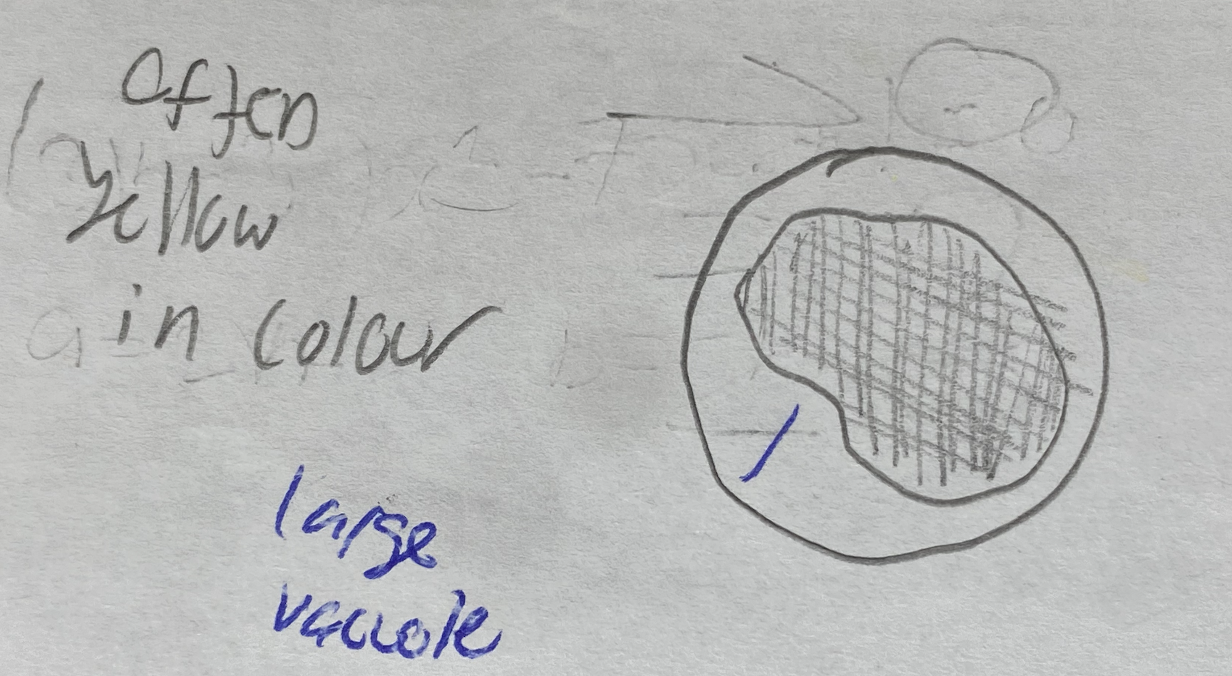 <p>large vacuole that stores the fat </p><p>cushions and insulates the body </p><p>production of some hormomes </p>