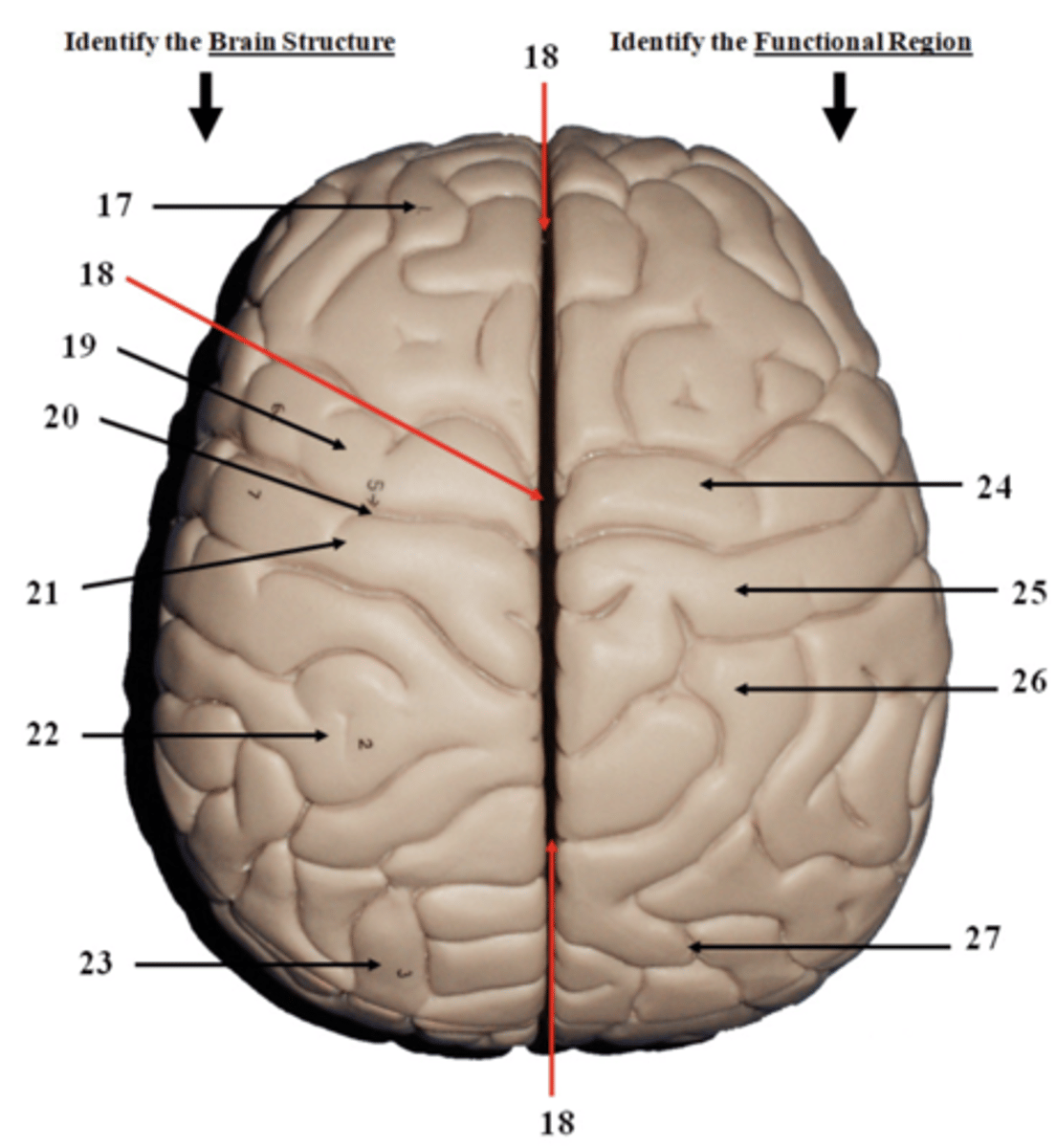 <p>identify the brain structure on the left and the functional region on the right</p>