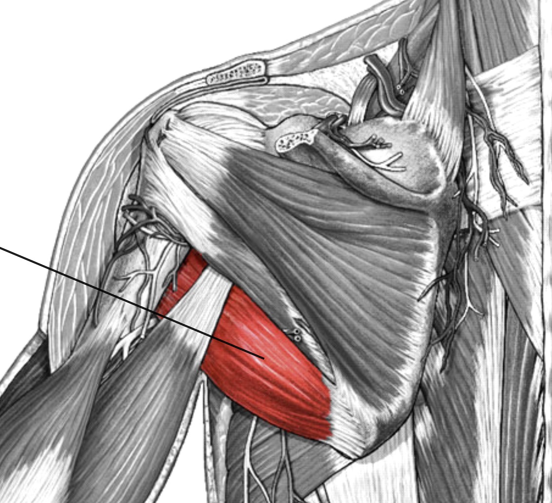 <p>Which muscle of the humerus/shoulder is:</p><ul><li><p>Inferior to teres minor</p></li><li><p>Action: adduction, ext, medial rot arm</p></li><li><p>Nerve: lower scapular</p></li></ul><p></p>