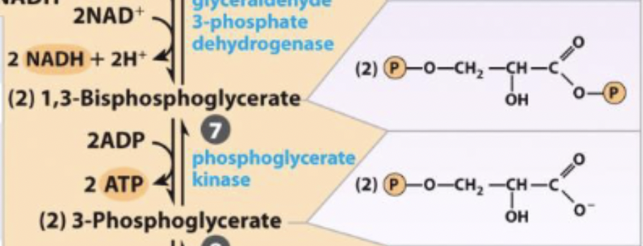 <ul><li><p>Produces 2 ATP per glucose by transferring phosphate group to ADP</p></li><li><p>reversible because of coupling with step 6</p></li></ul><p></p>