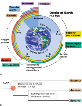 <p><span>The origin of earth&nbsp;</span></p><ul><li><p><span>Bacteria, archaea, and eukarya distinguished by 4 BYA</span></p></li><li><p><span>Descended from last universal common ancestor (LUCA)</span></p></li><li><p><span>The sun then let them go through photosynthesis (anoxic photosynthesis first, then eventually produces oxygen aka anaerobic (photosynthesis)</span></p></li></ul><p></p>
