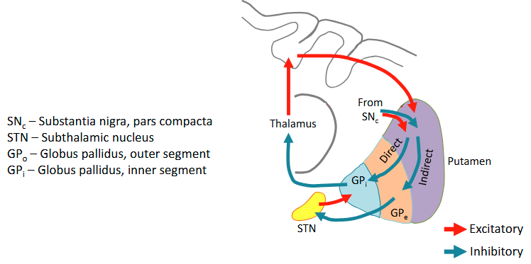 <p>The basal ganglia modulate the activity of the thalamus and brainstem through direct and indirect pathways. </p><ul><li><p>The direct pathway facilitates movement. The indirect pathway inhibits movement. </p></li></ul><ul><li><p>Dopaminergic input from the substantia nigra to the putamen facilitates the direct pathway and inhibits the indirect pathway</p></li></ul><p></p>