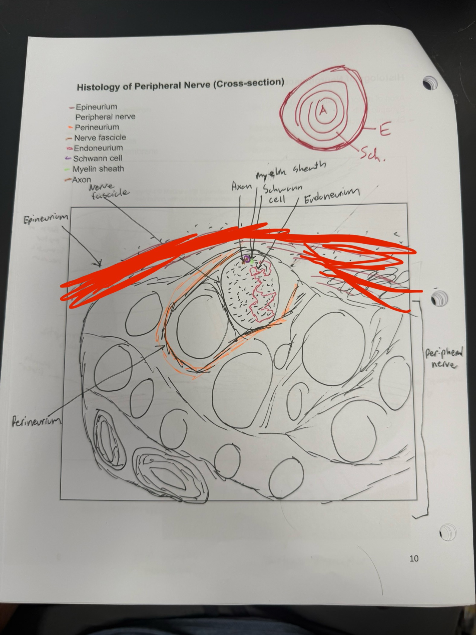 <ul><li><p>Connective tissue surrounding the entire nerve</p></li></ul><p></p>