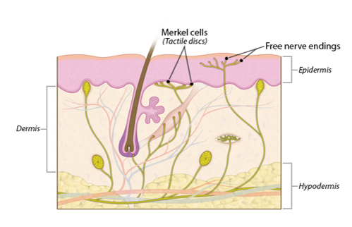 <p>-Merkel (tactile) cells (in stratum basale)</p><p>-mechanoreceptors</p><p>-small receptive fields</p><p>-response to tactile stimulation help determine shape and texture of object *(fine touch) *(pressure)</p>