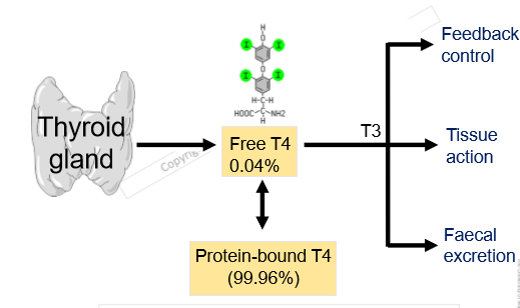 <ul><li><p>small percentage will never be bound </p></li><li><p>t4 needs to be converted to t3 first </p></li></ul><p></p>