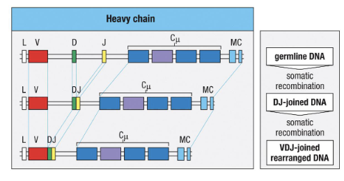 <p>Through <strong>VDJ recombination</strong>, which creates immense <strong>diversity of BCRs and TCRs</strong>, allowing recognition of virtually any antigen before activation.</p>