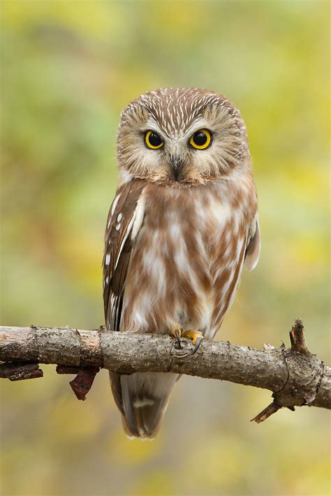 Lightish face, **fewer speckles, short tail**, reddish/brown. Males and females similar.