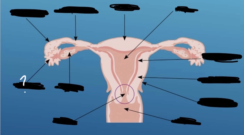 What is the arrow pointing to?
