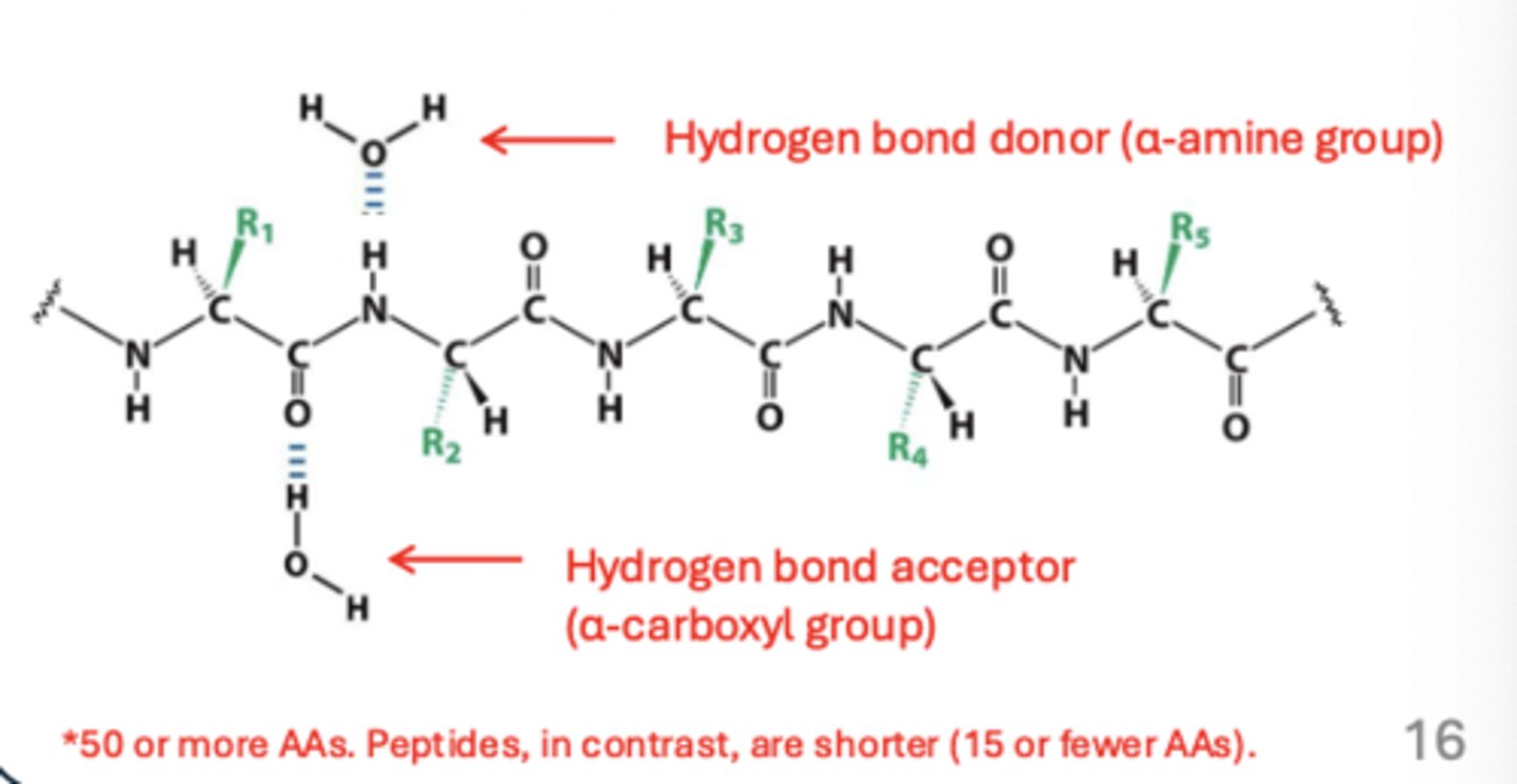<p>Beginning: α-amine group (N-terminus)</p><p>End: α-carboxyl group (C-terminus)</p>