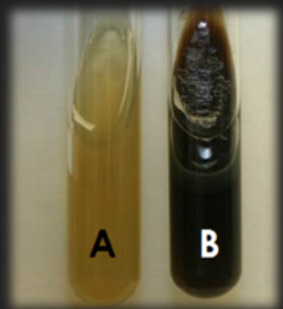 <p>Bile Esculin Agar — What is the result for organism A?</p>