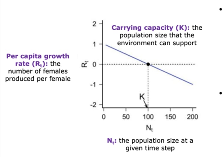 <p>Per capita growth rate is positive (&gt;1 female produced per female) --&gt; population size increases to K</p>