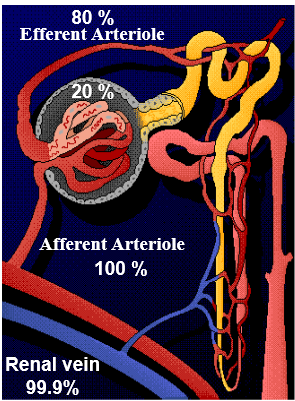 <ol><li><p>100% of plasma volume enters via renal artery</p></li><li><p>20% of plasma flitered from glomerular capillaries into Bowman’s space</p></li><li><p>80% of pslama travels in efferent arterioles</p></li><li><p>solute and water reabsorbed in peritubular and vasa recta capillaries</p></li><li><p>99.9% of plasma volume exits via renal vein </p></li></ol><p></p>