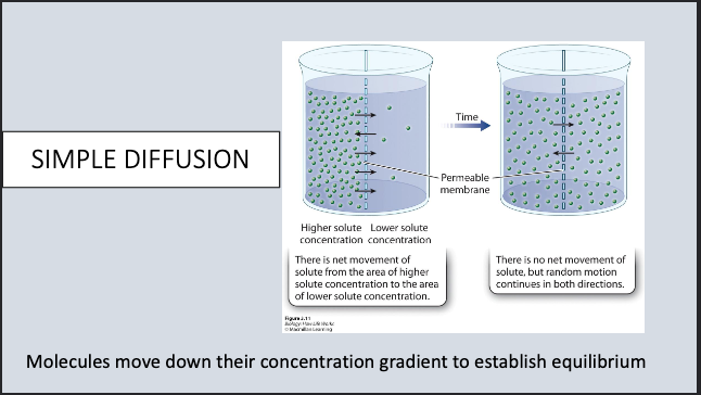<p>Small, hydrophobic molecules</p><p>Molecules move down their concentration gradient to establish equilibrium</p>