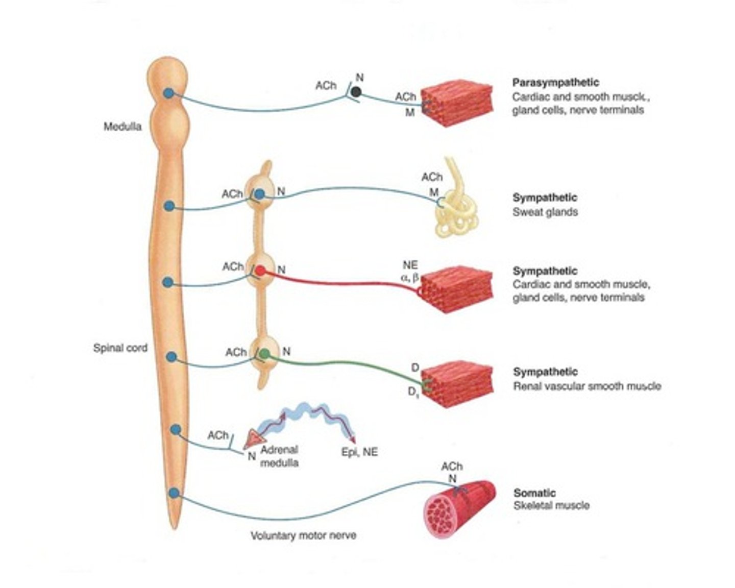<p>The Autonomic nervous system (ANS) controls?</p>