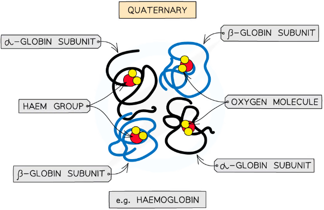 <p>only applies to proteins with at least 2 polypeptide chains (subunits)</p><p>may also contain a prosthetic (non-protein) group - proteins with these are called conjugated proteins</p>