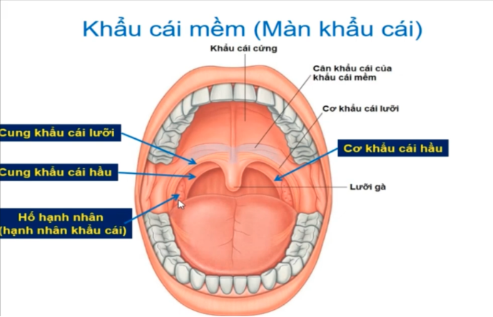 <p>Hố hạnh nhân chứa tuyến hạnh nhân khẩu cái nằm ở vị trí nào ? </p><p>Tuyến hạnh nhân khẩu cái có chức năng gì ? </p><p>Tên gọi nào thường được dùng khi bị viêm tuyến này ? </p>