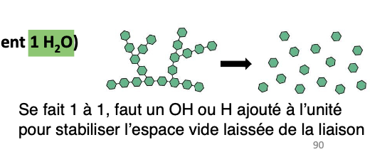 <ul><li><p>2 molécules séparées</p></li><li><p>consomme une plus petit molécule (gen. 1 H2O)</p></li><li><p>libère é</p></li><li><p>catabolisme → ca-sser</p><ul><li><p>processus hydrolyse molé complexes en molécules simples</p></li></ul></li><li><p>digestion</p></li></ul><p></p>