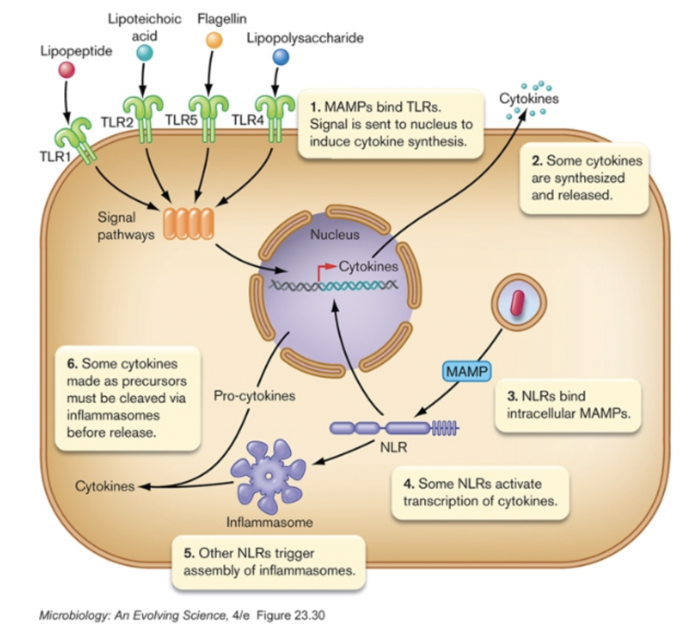 <p><strong>Detection:</strong></p><p>Triggered by unique _____ of invader <span>(MAMPs, microbe-associated molecular patterns)</span></p><p><span>bind to ____-like receptors (in </span><strong><span>membrane</span></strong><span>) or _____-like receptors (in </span><strong><span>cytoplasm</span></strong><span>)</span></p><p>cause _____ and release of _____</p>