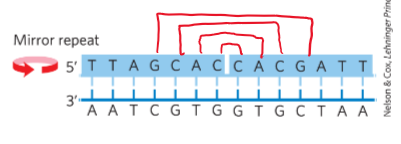 <p>sequence when the inverted repeat occurs within each individual strands</p>