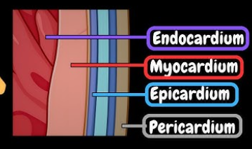 <p>Myocardium</p>