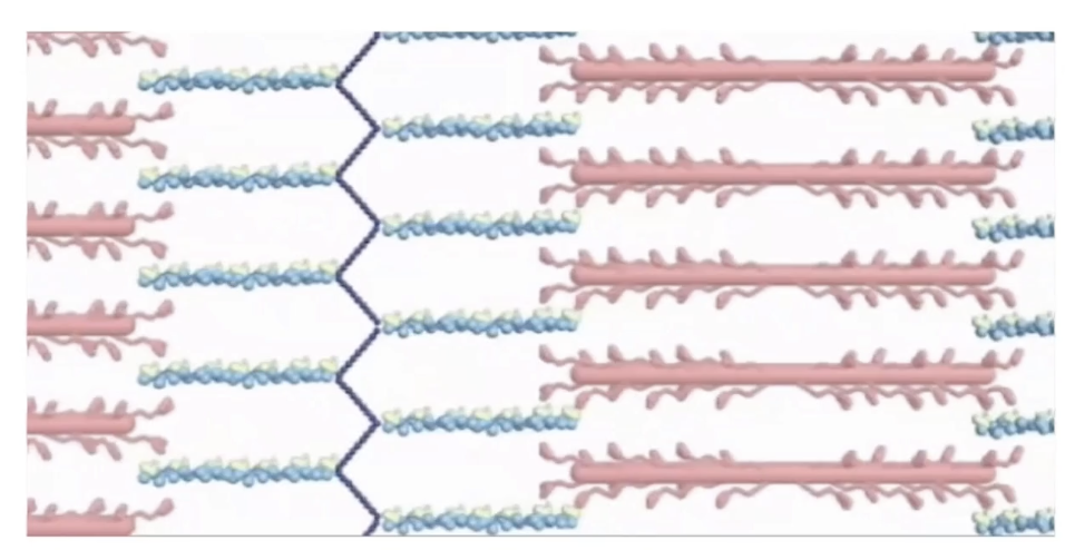 <ul><li><p><strong>Myosin heads pull actin</strong> toward the <strong>center of the sarcomere</strong></p><ul><li><p>Due to cyclical association of actin with motor heads</p></li></ul></li><li><p><strong>Shortening of sarcomere but no change in filament length</strong>, just sliding past each other</p></li><li><p>Each myosin head:</p><ul><li><p>Binds <strong>ATP</strong> → hydrolyzes it to <strong>ADP</strong></p></li><li><p>"Walks" toward <strong>plus-end of actin</strong></p></li></ul></li><li><p><strong>Shortening of sarcomere = muscle contraction</strong></p></li><li><p><strong>Calcium-dependent process</strong>:</p><ul><li><p>Ca²⁺ allows <strong>myosin binding sites on actin</strong> to be exposed</p></li></ul></li><li><p><strong>Relaxation:</strong></p><ul><li><p>Ca²⁺ is removed</p></li><li><p>Myosin heads along thick filament release actin thin filaments</p></li><li><p>Thick and thin slide past and sarcomere <strong>elongates</strong> → <strong>muscle relaxes</strong></p></li></ul></li></ul><p></p>