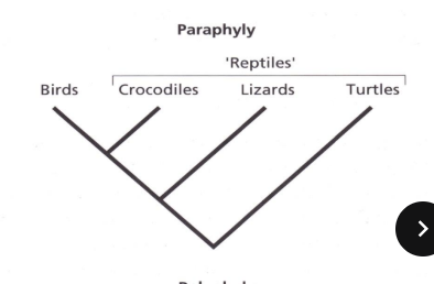 <p>A group that includes some, but not all of the descendents of a common ancestor</p>